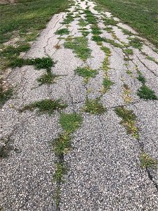 Reclaiming The Path