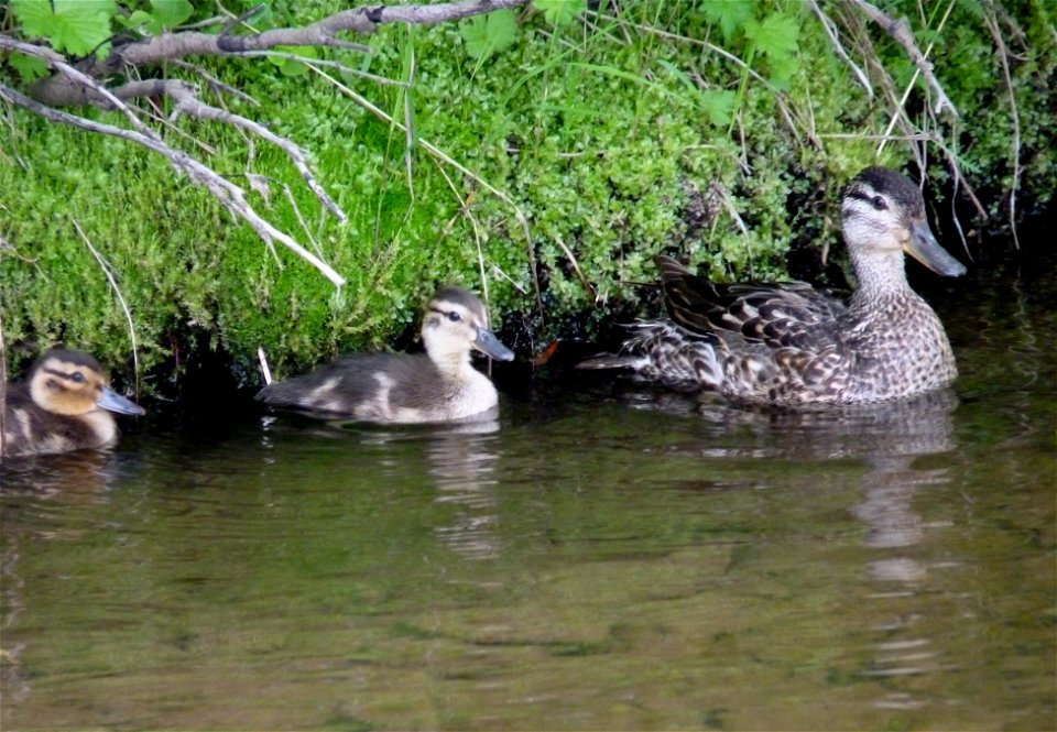 Green-winged Teal brood photo