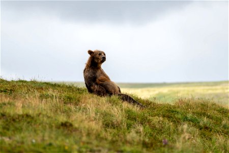 Bear - NPS/Lian Law