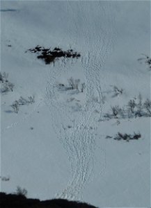 Caribou tracks in Kilbuck Mountains photo