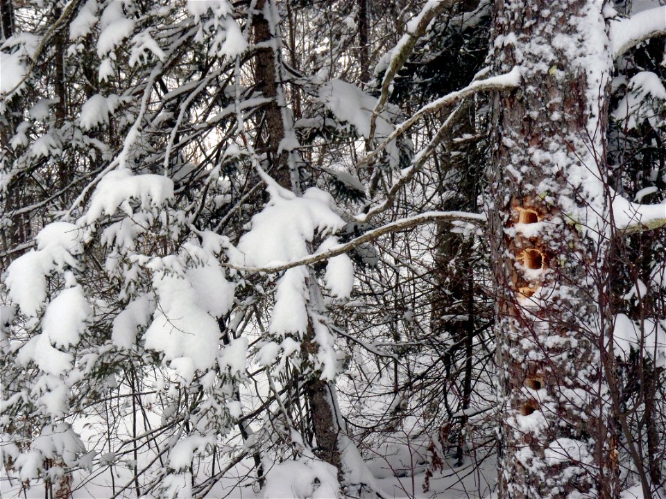 Winter Woodpecker Activity