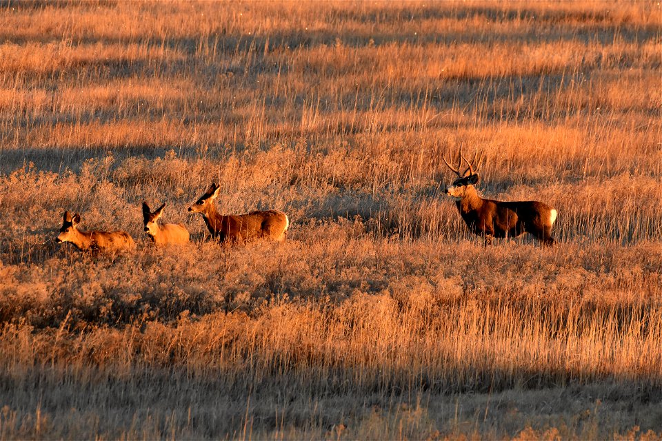 Mule deer at Seedskadee National Wildlife Refuge