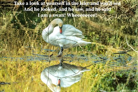 Not such an Ugly Duckling