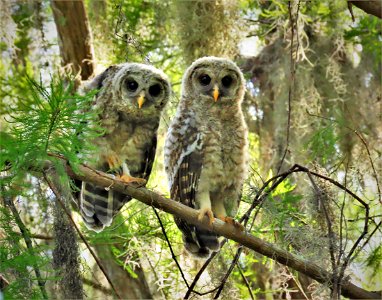 Barred Owl siblings photo