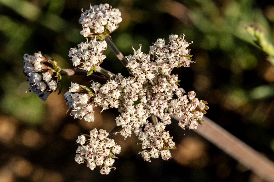 Lomatium orientale