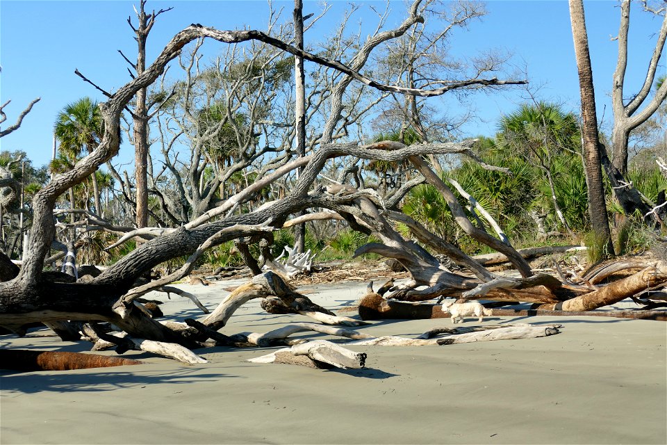 dead wood branch archway-P1950165
