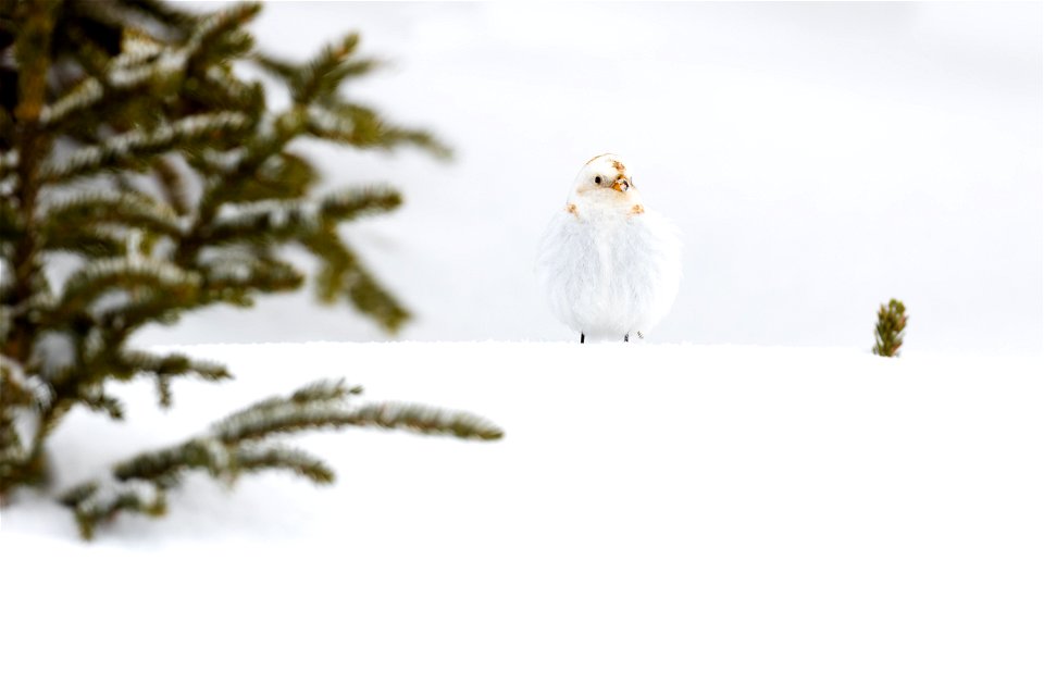 Snow bunting in the snow