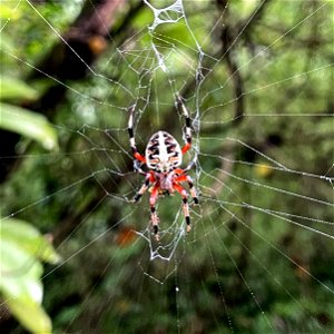 Day 261 - Red-femured Spotted Orbweaver photo