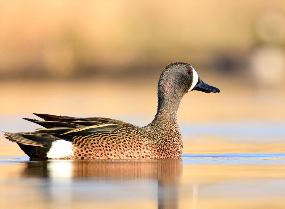 Blue-winged teal at Seedskadee National Wildlife Refuge