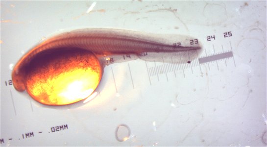 Larval white sturgeon