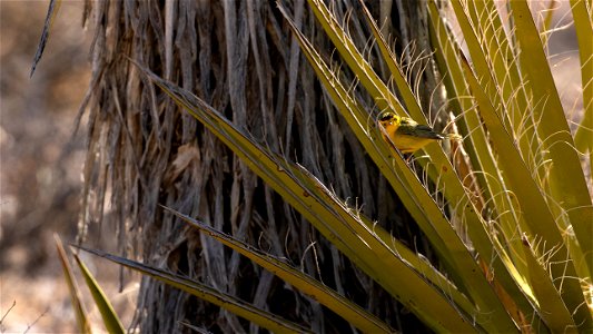 Wilson's Warbler photo