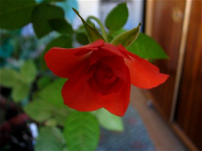 trandafrosumic-2012_0413_083509