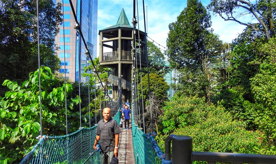 Jay on Canopy Walk
