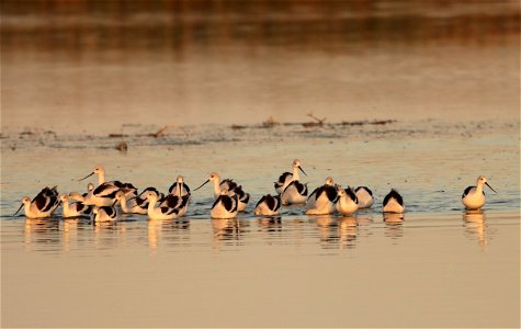 Fall Plumage American Avocets Huron Wetland Management District photo