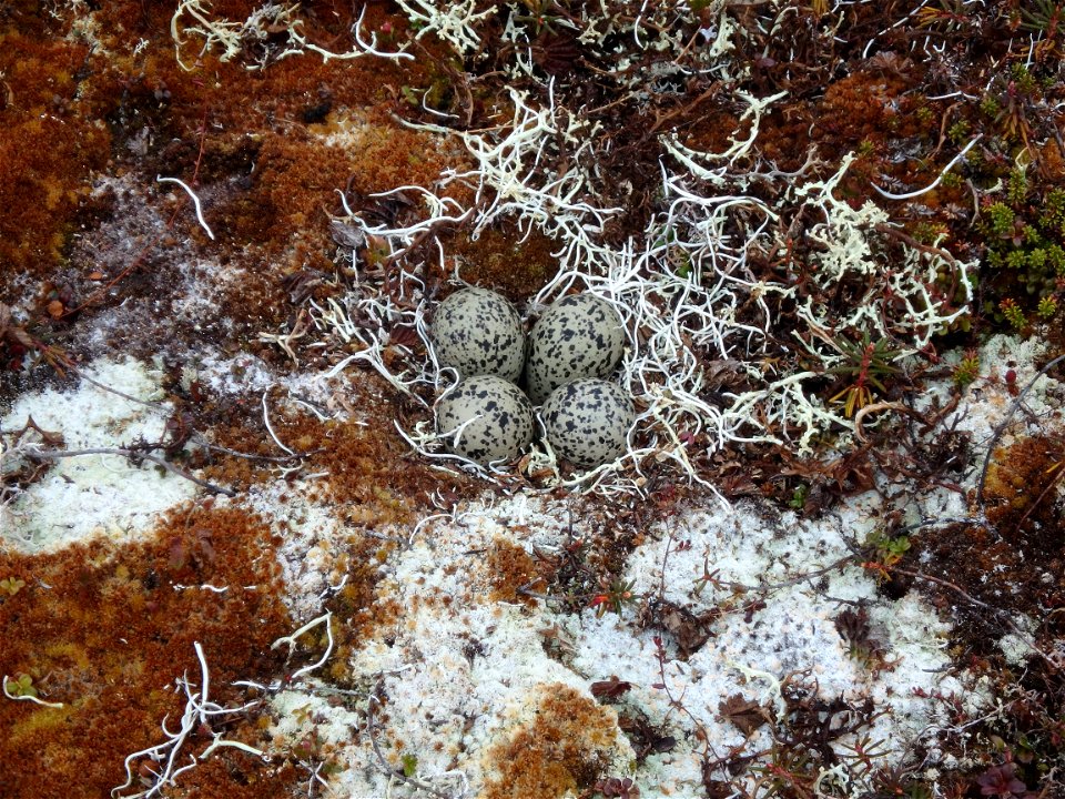 Black-bellied Plover nest