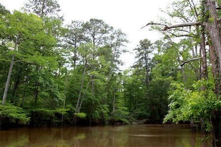 Saline Bayou Goldonna Boat Launch - Kisatchie National Forest - 002 photo