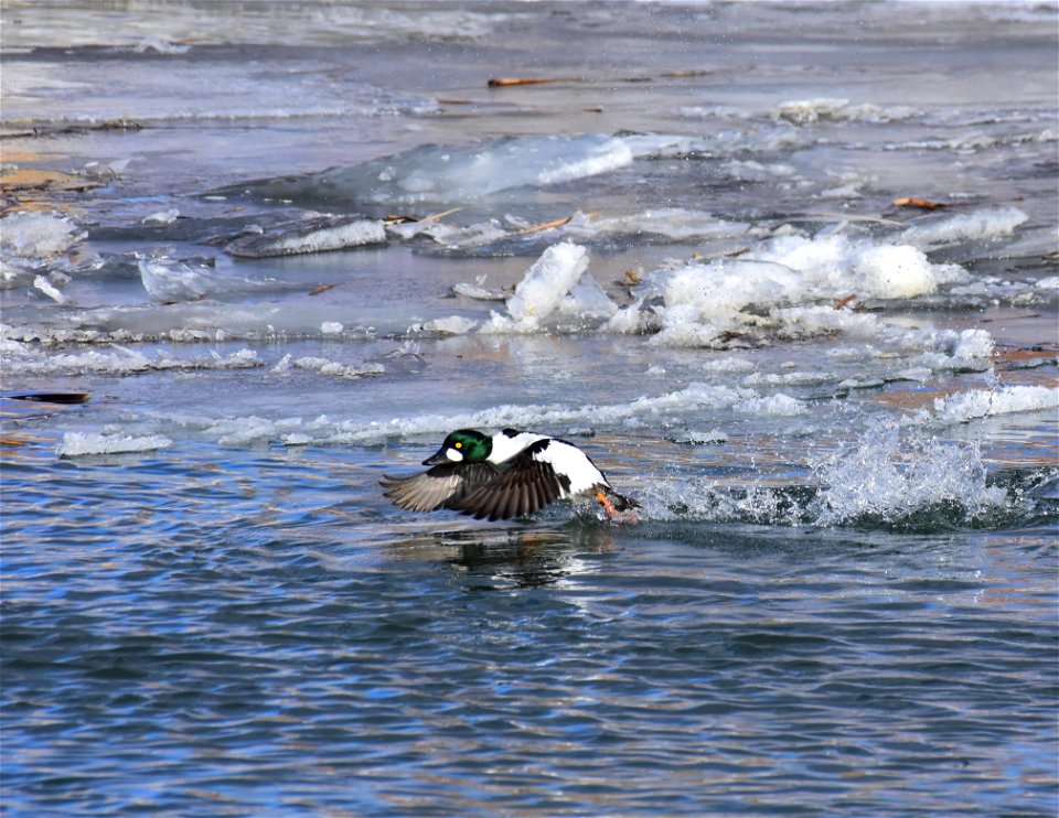 Common goldeneye at Seedskadee National Wildlife Refuge
