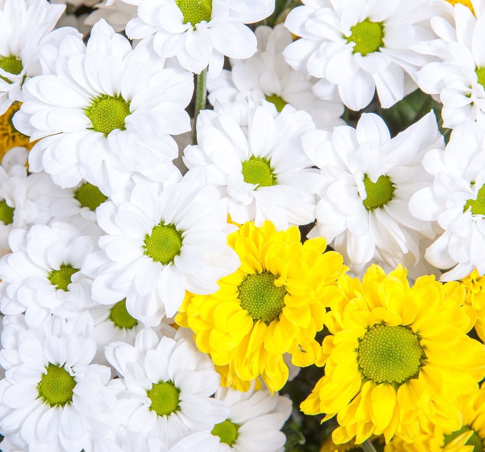 Blossom botany bouquet
