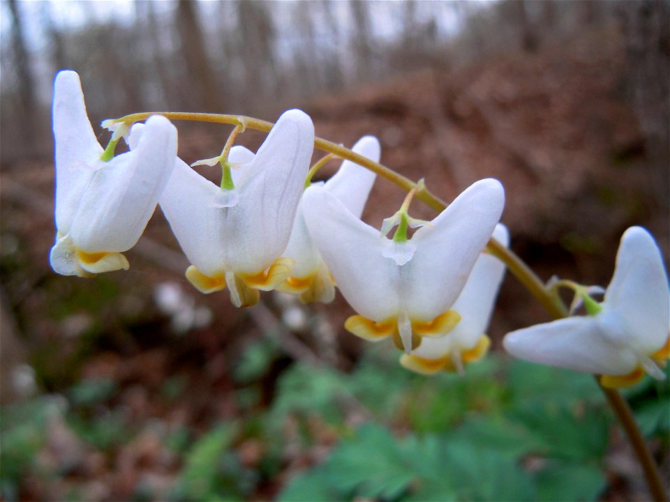 Dutchmans Breeches
