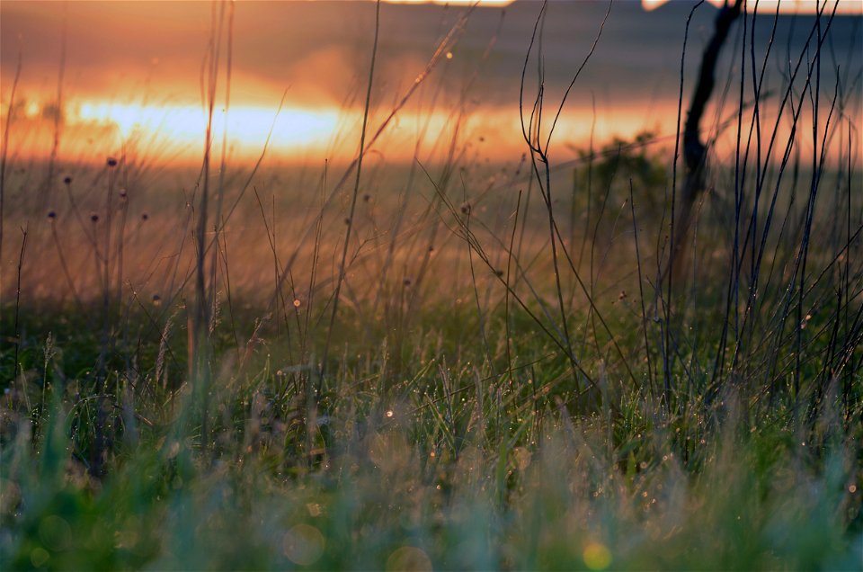 The prairie grass at sunrise