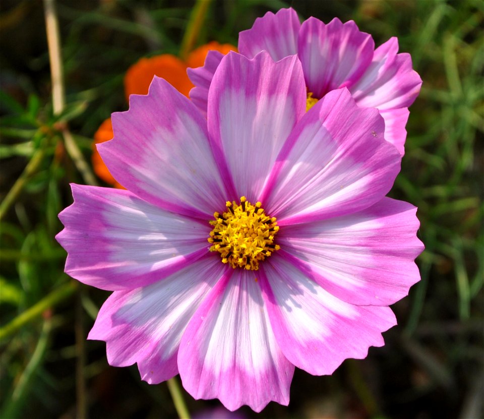 Cosmos Flowers