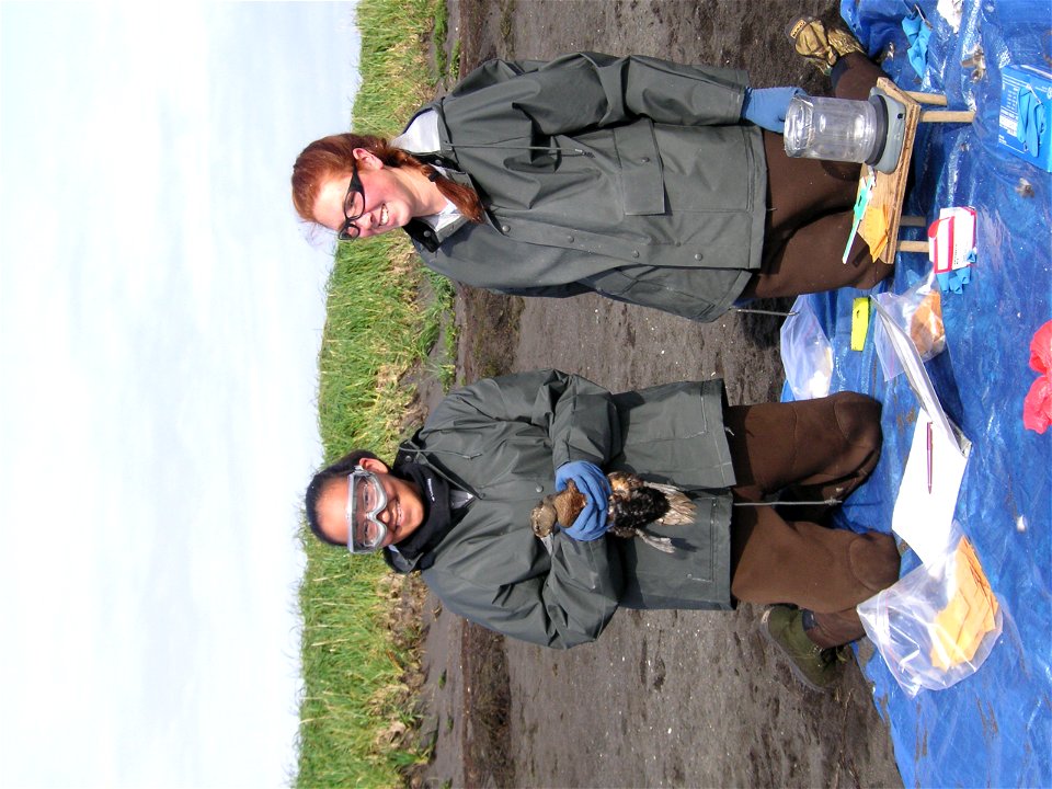 Eider banding at Izembek2.JPG - Copy