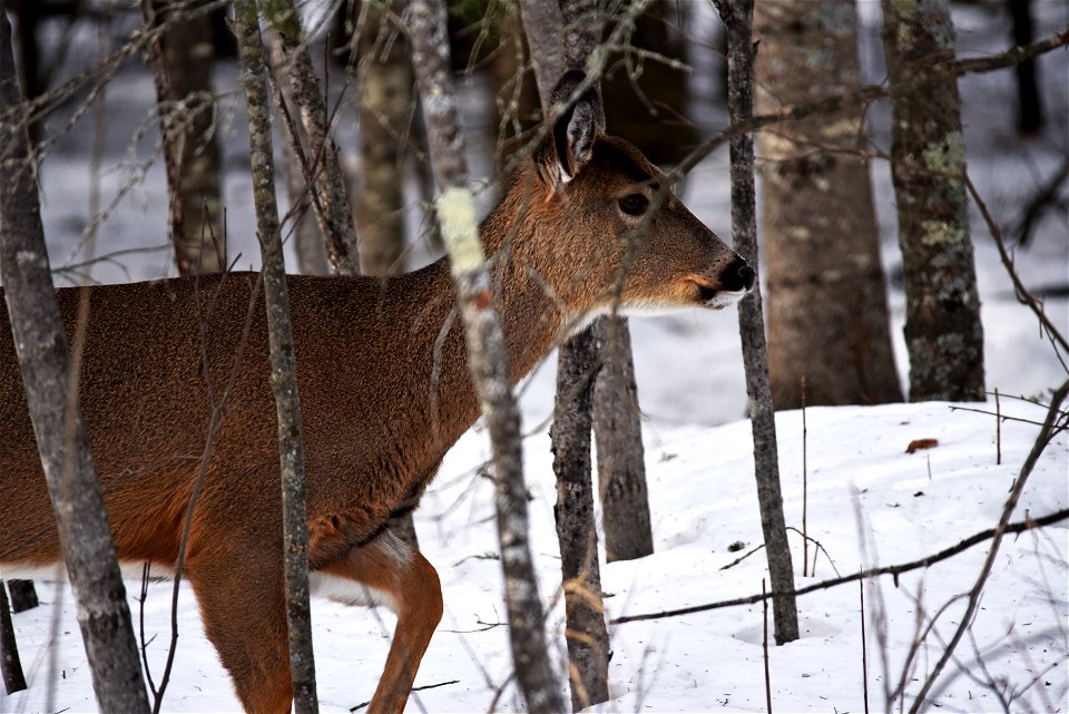 White-tailed deer in the snow