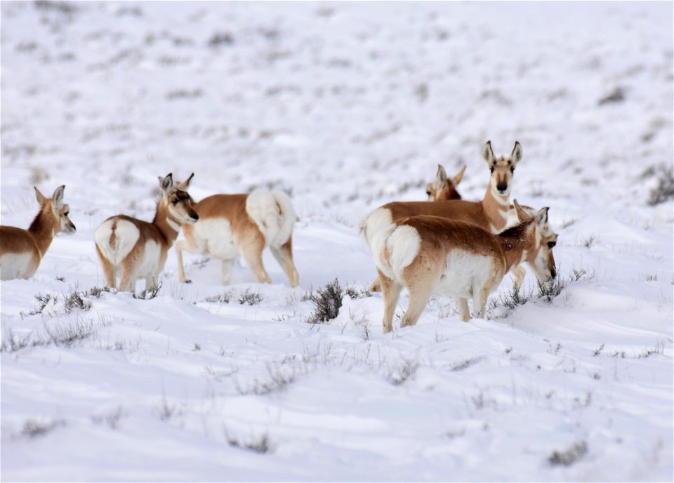 Pronghorn on Seedskadee National Wildlife Refuge