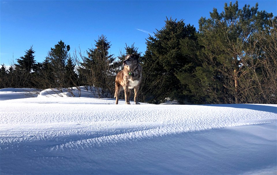 King of the Snow Drift