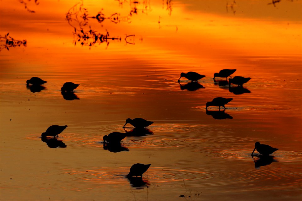 Shorebirds at sunset Huron Wetland Management District South Dakota D photo