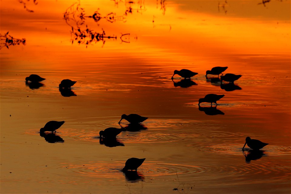 Shorebirds at sunset Huron Wetland Management District South Dakota D