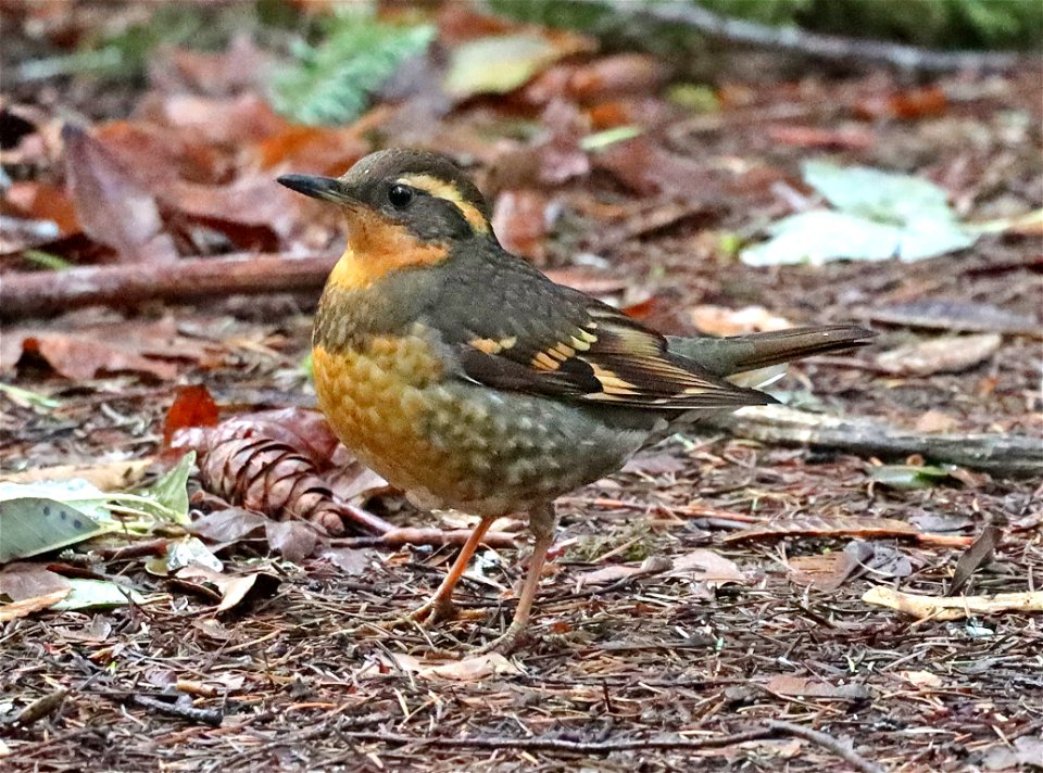 758 - VARIED THRUSH (02-22-2022) mendocino co, ca -03