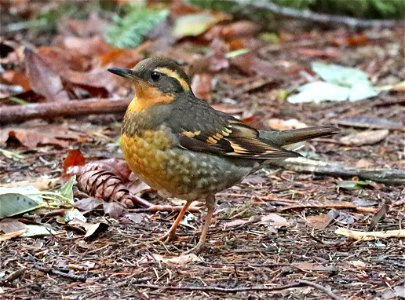 758 - VARIED THRUSH (02-22-2022) mendocino co, ca -03