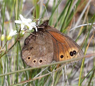 ALPINE, COMMON (Erebia epipsodea) (07-08-2022) 5200 ft, rogers pass, helena nat forest, lewis and clark co, mt -01 photo