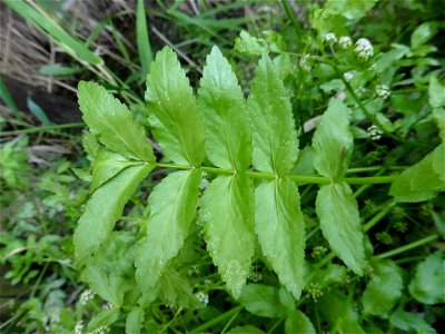 Helosciadium nodiflorum (L.) W.D.J.Koch, 1824