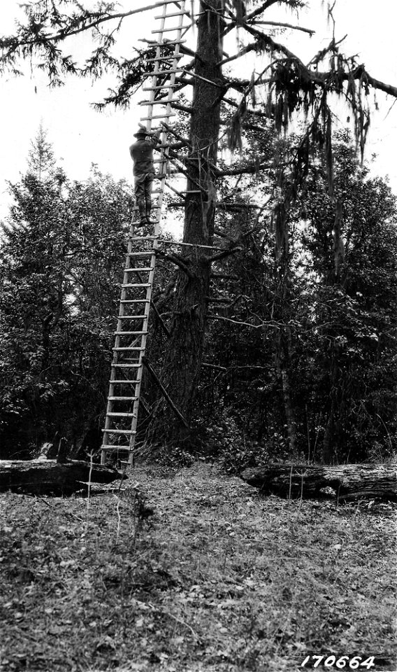 170664-callahan-lo-tree-umpqua-nf-or-1922jpg_49385188613_o