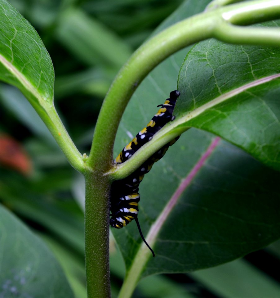 Monarch caterpillar on common milkweed in Minnesota