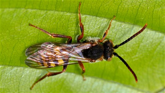 Nomada sp. (Wespenbiene) - Männchen