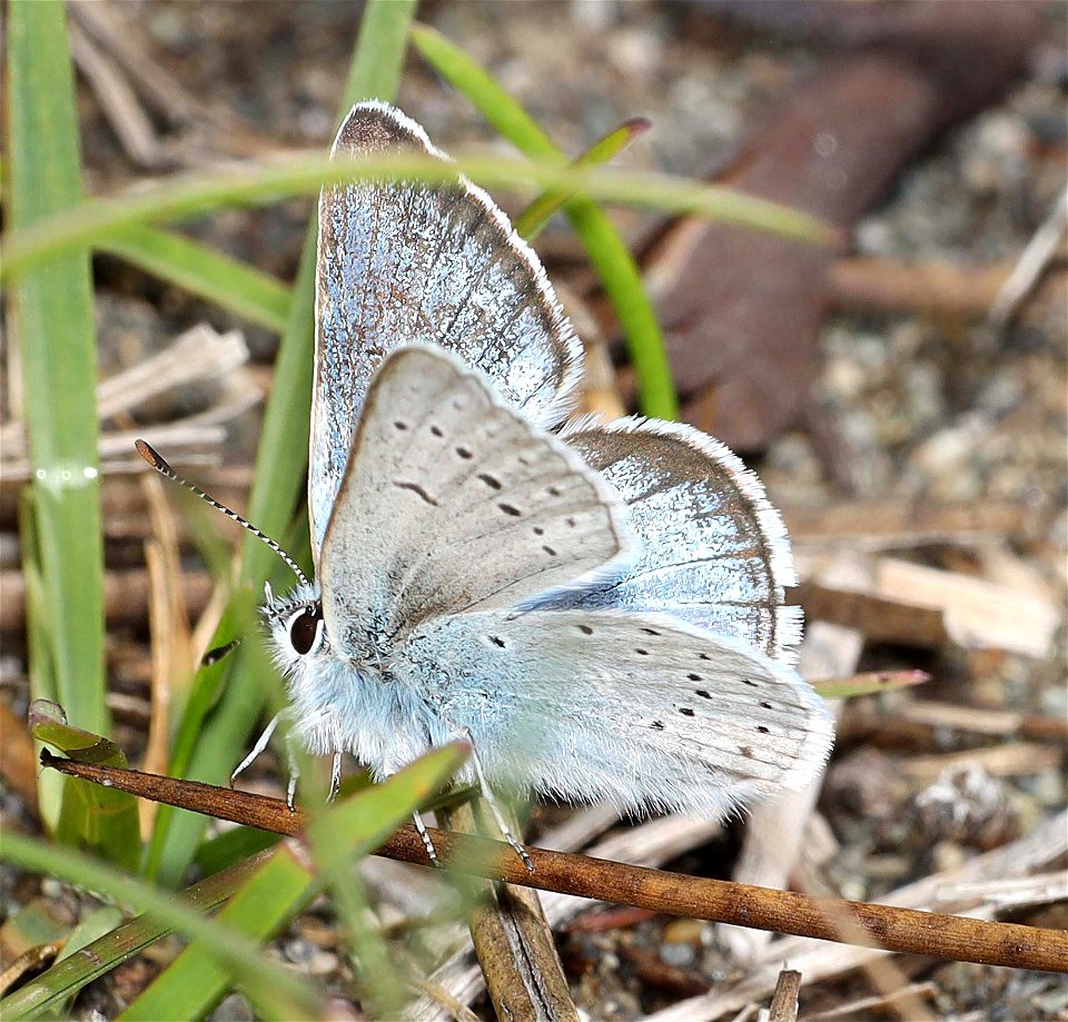 AZURE, ECHO (Celastrina echo) (06-06-2022) north tolowa dunes state park, del norte co, ca -02