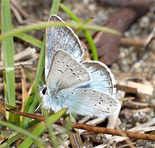 AZURE, ECHO (Celastrina echo) (06-06-2022) north tolowa dunes state park, del norte co, ca -02