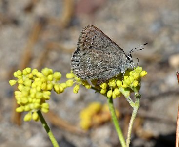 SAGEBRUSH SOOTY HAIRSTREAK (Satyrium semiluna) (07-22-2022) 6350 ft, three creek meadow campground, south of sisters, deschutes co, or - 03