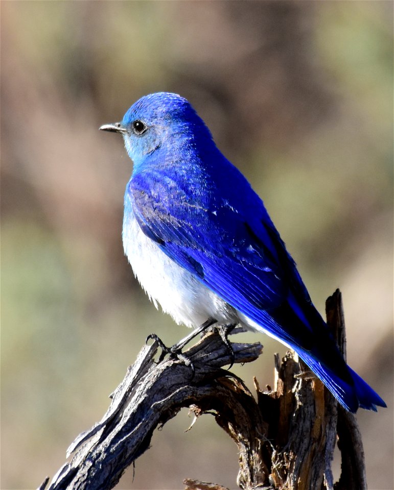 Mountain bluebird at Seedskadee National Wildlife Refuge
