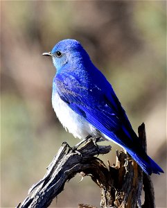 Mountain bluebird at Seedskadee National Wildlife Refuge photo