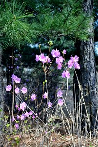 Younginsan Park Spring 2023