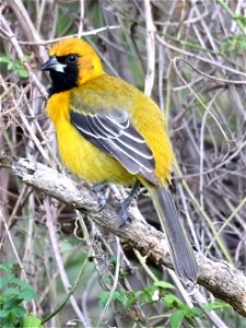 949 x 950 - ALTAMIRA X AUDUBON'S ORIOLE (02-04-2023) national buttrtfly center, palmview, hidalgo co, tx -04