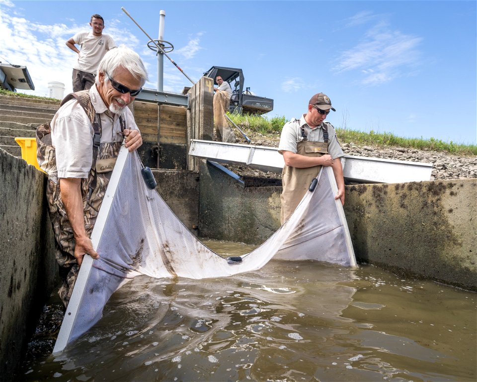 Walleye harvest photo