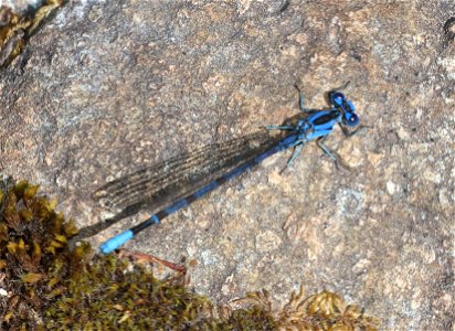 DANCER, VIVID (Argia vivida) (6-3-2021) male, low divide road, del norte co, ca -01
