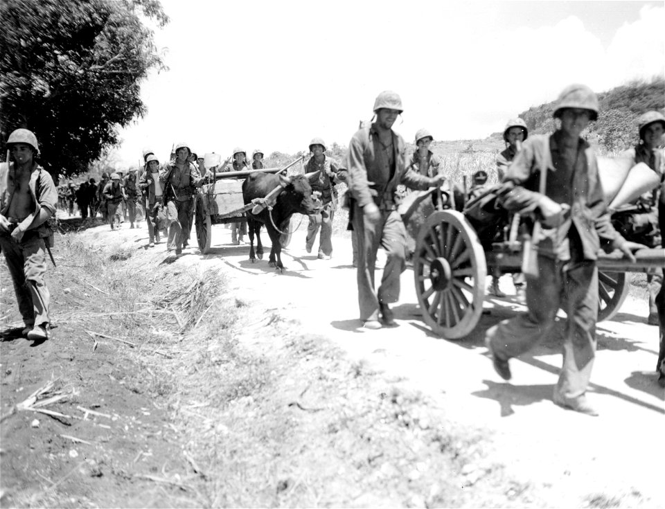 3rd Battalion, 23rd Marines, with oxen utilized to carry their gear and ammunition, march along road towards Jap positions. Saipan. June, 1944.