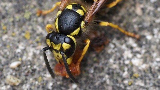 Vespula germanica (Deutsche Wespe)