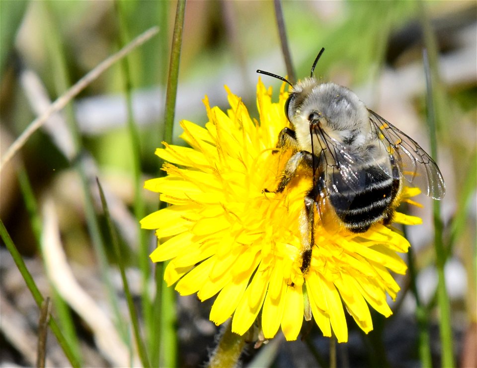 Digger bee at Seedskadee National Wildlife Refuge